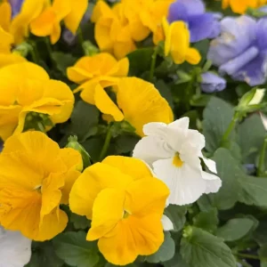 Mixed Color Pansy Live Plants - Viola x Wittrockiana - 4