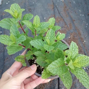 Mojito Mint Live Plant – 4 Inch Pot – Aromatic Herb for Drinks & Culinary Use - Image 1