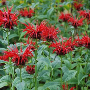 Monarda 'Jacob Cline' Scarlet Bee Balm Live Plant - Native Perennial - 2.5