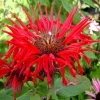 Monarda 'Jacob Cline' Scarlet Bee Balm Live Plant - Native Perennial - 2.5"x3.5" Pot - Image 1