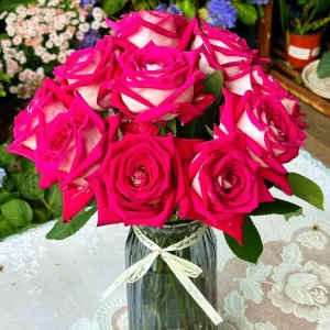 Monica Bellucci Rose Live Plant - Bi-Color Hybrid Tea Rose - Fragrant Red & White Blooms - Image 2