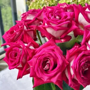 Monica Bellucci Rose Live Plant - Bi-Color Hybrid Tea Rose - Fragrant Red & White Blooms - Image 3
