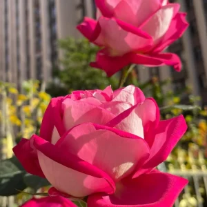 Monica Bellucci Rose Live Plant - Bi-Color Hybrid Tea Rose - Fragrant Red & White Blooms - Image 4