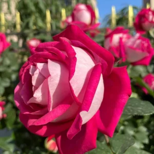 Monica Bellucci Rose Live Plant - Bi-Color Hybrid Tea Rose - Fragrant Red & White Blooms - Image 5