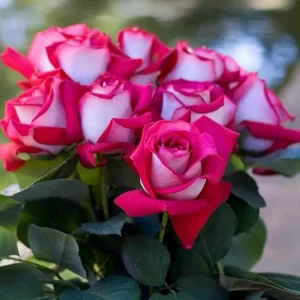 Monica Bellucci Rose Live Plant - Bi-Color Hybrid Tea Rose - Fragrant Red & White Blooms - Image 6