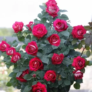 Monica Bellucci Rose Live Plant - Bi-Color Hybrid Tea Rose - Fragrant Red & White Blooms - Image 7