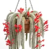 Monkey Tail Cactus Live Plant – 2 Inch Pot – Rare Trailing Succulent – Orange Flowers - Image 1
