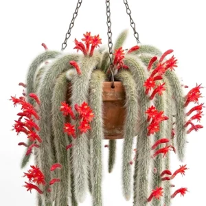 Monkey Tail Cactus Live Plant – 2 Inch Pot – Rare Trailing Succulent – Orange Flowers - Image 1