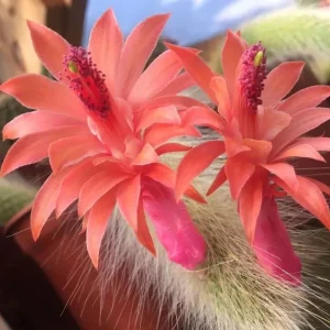 Monkey Tail Cactus Live Plant – 2 Inch Pot – Rare Trailing Succulent – Orange Flowers - Image 2