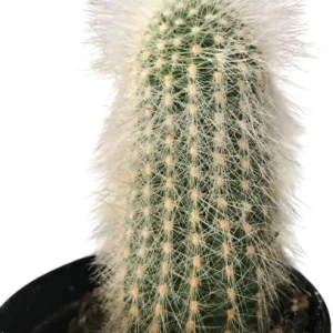 Monkey Tail Cactus Live Plant – 2 Inch Pot – Rare Trailing Succulent – Orange Flowers - Image 3
