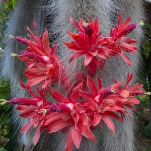 Monkey Tail Cactus Live Plant – 2 Inch Pot – Rare Trailing Succulent – Orange Flowers - Image 4