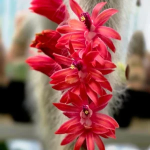 Monkey Tail Cactus Live Plant – 2 Inch Pot – Rare Trailing Succulent – Orange Flowers - Image 6