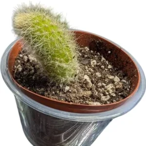 Monkey Tail Cactus Live Plant – 2 Inch Pot – Rare Trailing Succulent – Orange Flowers - Image 7