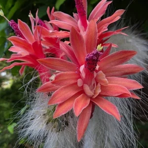 Monkey Tail Cactus Live Plant 2