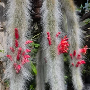 Monkey Tail Cactus Live Plant 2