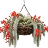 Monkey Tail Cactus Live Plant 2" Pot - Rare Fuzzy Trailing Succulent - Image 1