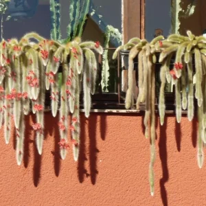 Monkey Tail Cactus Live Plant 4