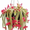 Monkey Tail Cactus Live Plant 4" Pot - Rare Fuzzy Trailing Succulent - Image 1