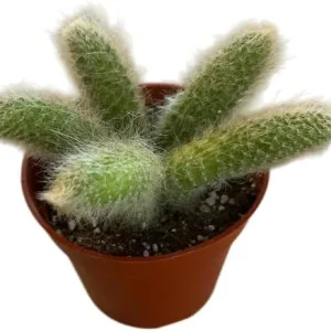 Monkey Tail Cactus Live Plant – Rare Trailing Succulent – 4 Inch Pot – Orange Flowers - Image 3