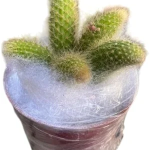 Monkey Tail Cactus Live Plant – Rare Trailing Succulent – 4 Inch Pot – Orange Flowers - Image 4