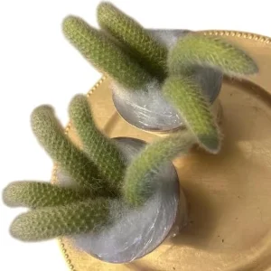 Monkey Tail Cactus Live Plant – Rare Trailing Succulent – 4 Inch Pot – Orange Flowers - Image 7