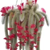 Monkey Tail Cactus Live Plant – Rare Trailing Succulent – 4 Inch Pot – Orange Flowers - Image 1