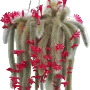 Monkey Tail Cactus Live Plant – Rare Trailing Succulent – 4 Inch Pot – Orange Flowers - Image 1