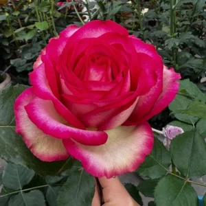 Monroe Rose Live Plant - Apricot Shrub Rose, Fragrant Cut Flower, 90-105 cm - Image 2