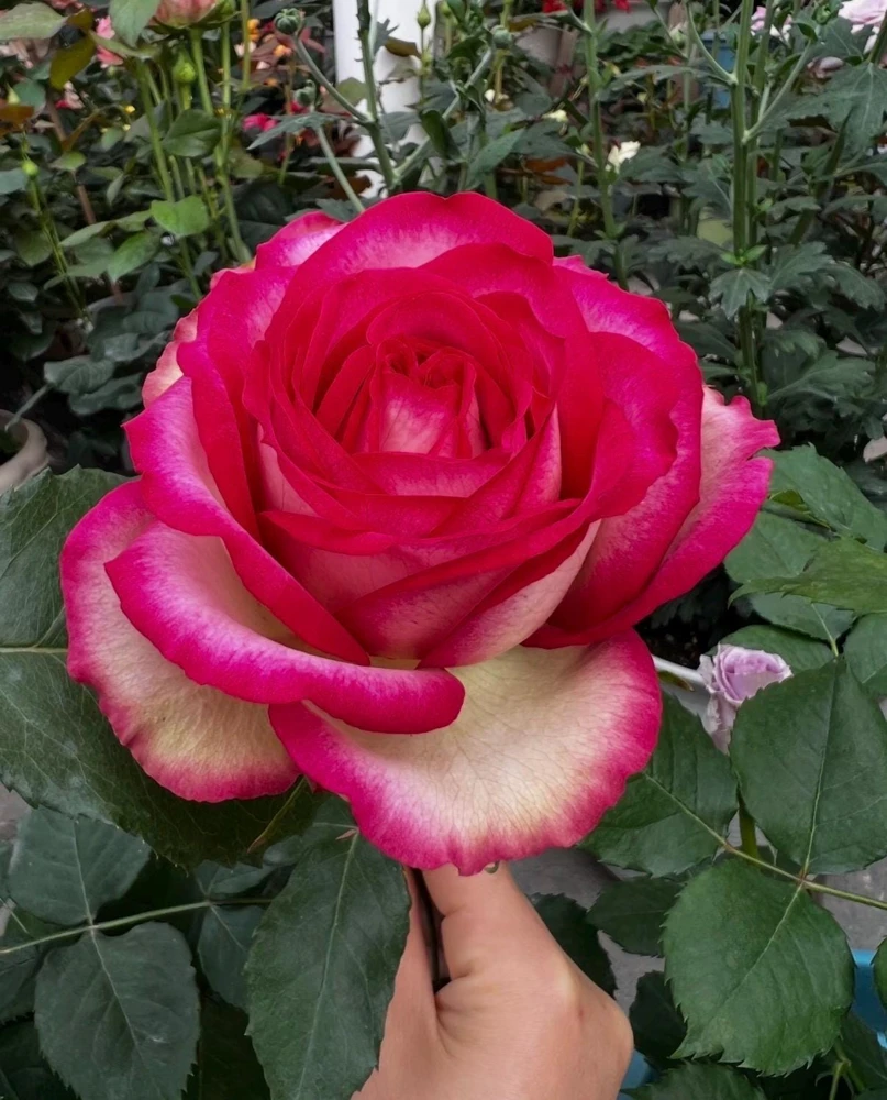 Monroe Rose Live Plant - Apricot Shrub Rose, Fragrant Cut Flower, 90-105 cm - Image 2