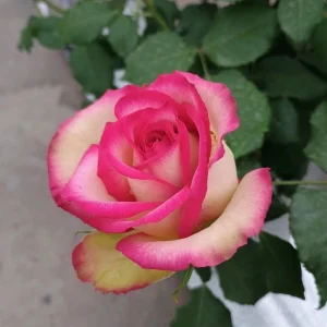 Monroe Rose Live Plant - Apricot Shrub Rose, Fragrant Cut Flower, 90-105 cm - Image 3
