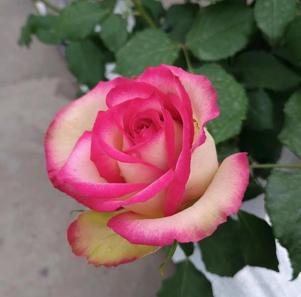 Monroe Rose Live Plant - Apricot Shrub Rose, Fragrant Cut Flower, 90-105 cm - Image 3