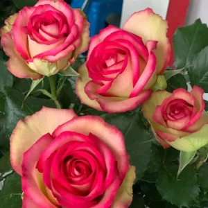 Monroe Rose Live Plant - Apricot Shrub Rose, Fragrant Cut Flower, 90-105 cm - Image 1