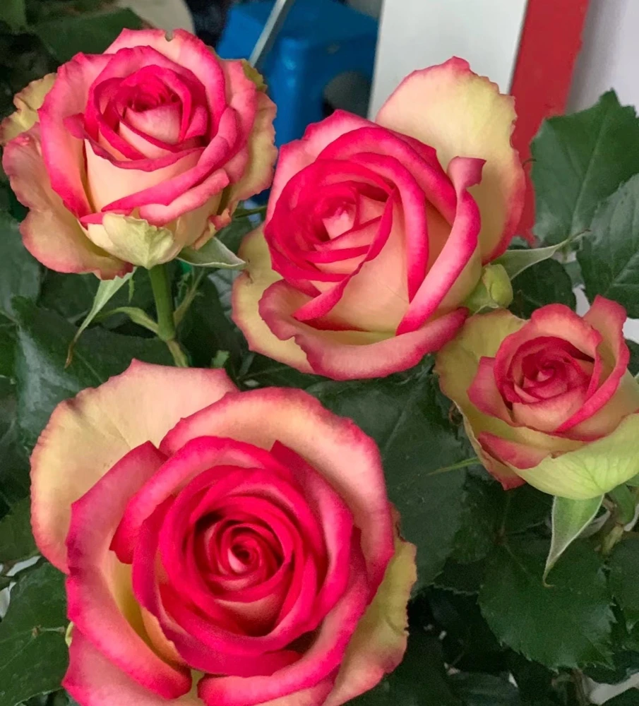 Monroe Rose Live Plant - Apricot Shrub Rose, Fragrant Cut Flower, 90-105 cm - Image 1