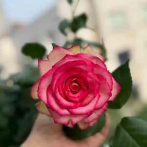 Monroe Rose Live Plant - Apricot Shrub Rose, Fragrant Cut Flower, 90-105 cm - Image 4