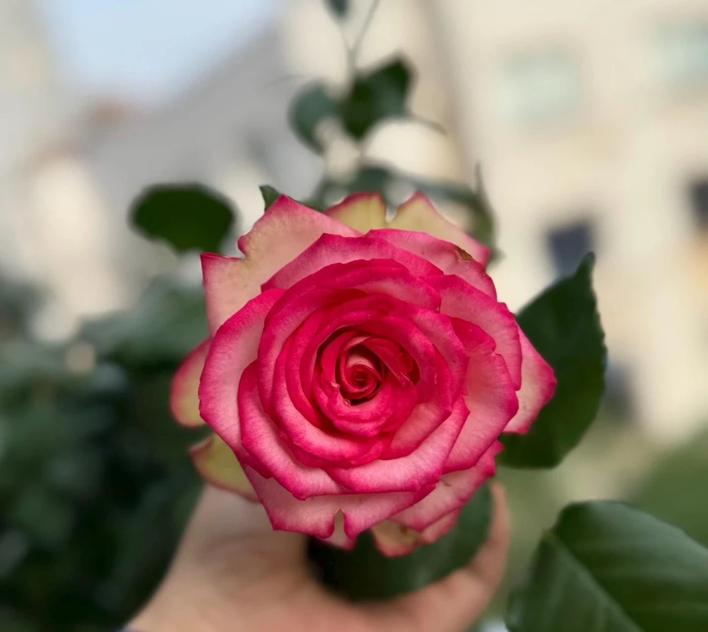 Monroe Rose Live Plant - Apricot Shrub Rose, Fragrant Cut Flower, 90-105 cm - Image 4