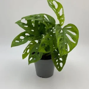Monstera Adansonii Live Plant - Swiss Cheese Plant - 4