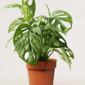 Monstera Adansonii Live Plant - Swiss Cheese Plant - 4