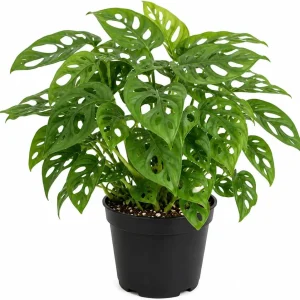 Monstera Adansonii Live Plant - Swiss Cheese Plant - 4