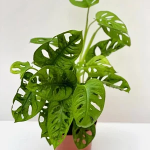 Monstera Adansonii Swiss Cheese Plant Live Houseplant – 4