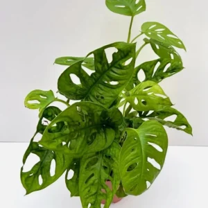 Monstera Adansonii Swiss Cheese Plant Live Houseplant – 4