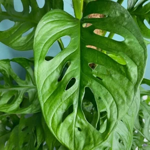 Monstera Adansonii Swiss Cheese Plant Live Houseplant – 4