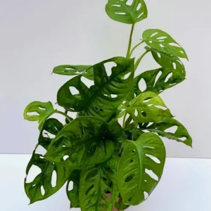 Monstera Adansonii Swiss Cheese Plant Live Houseplant – 4