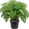Monstera Adansonii Swiss Cheese Plant Live Houseplant – 4" Pot – Indoor Tropical Vine - Image 1