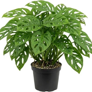 Monstera Adansonii Swiss Cheese Plant Live Houseplant – 4