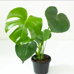 Monstera Deliciosa Live Plant – Swiss Cheese Plant – 4 inch Pot – Tropical Houseplant - Image 2