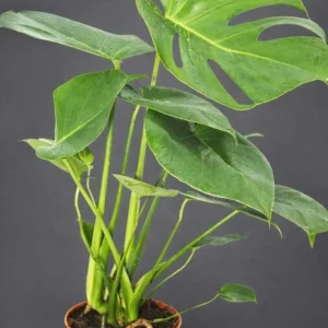 Monstera Deliciosa Live Plant – Swiss Cheese Plant – 4 inch Pot – Tropical Houseplant - Image 3