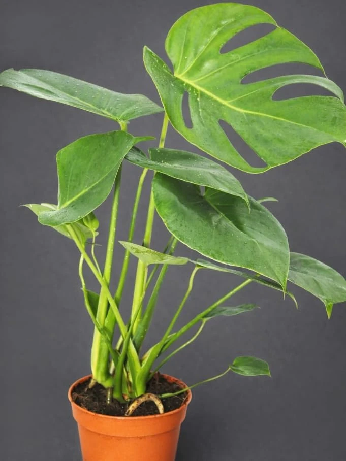 Monstera Deliciosa Live Plant – Swiss Cheese Plant – 4 inch Pot – Tropical Houseplant - Image 3