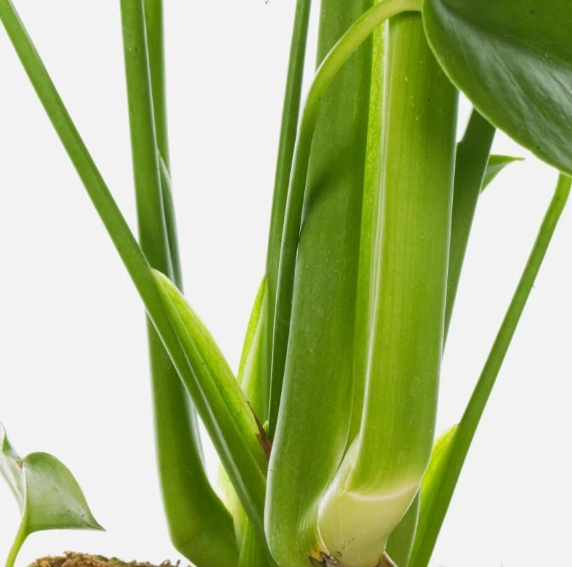 Monstera Deliciosa Live Plant – Swiss Cheese Plant – 4 inch Pot – Tropical Houseplant - Image 5