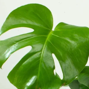 Monstera Deliciosa Live Plant – Swiss Cheese Plant – 4 inch Pot – Tropical Houseplant - Image 6