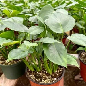 Monstera Deliciosa Live Plant – Swiss Cheese Plant – 4 inch Pot – Tropical Houseplant - Image 7